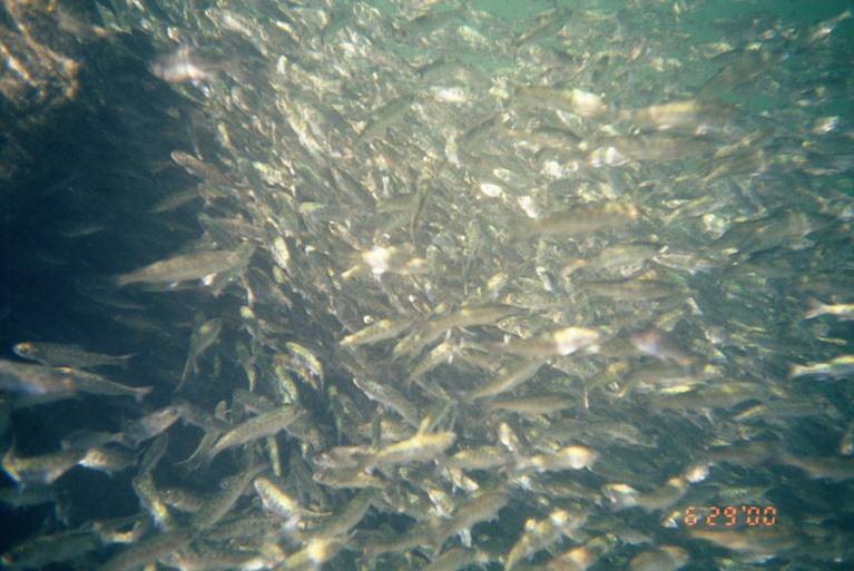 many fish in cold refugia water