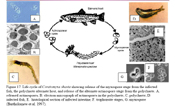 Ceratomyxa shasta life cycle