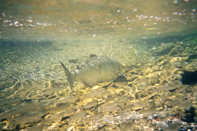 chinook salmon