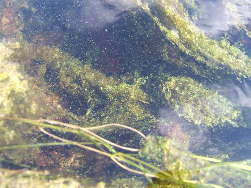 Iron Gate algae