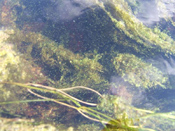 Algae