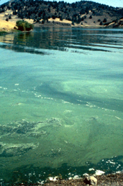 algae bloom in Iron Gate Reservoir