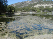 Iron Gate Reservoir algae bloom