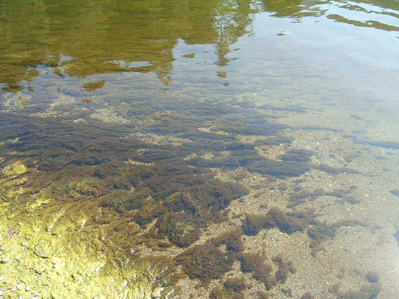 periphyton