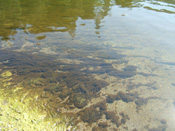 Periphyton