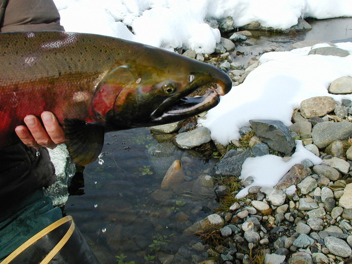 Male coho salmon in Scott River