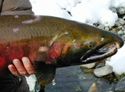 Male coho salmon in Scott River