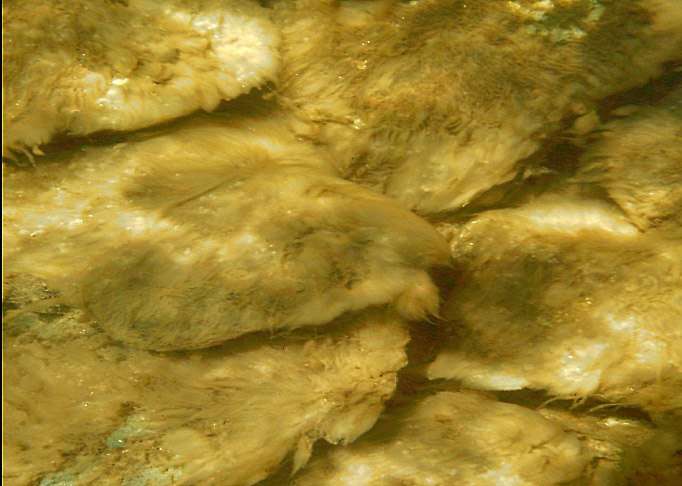 periphyton