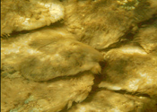 Periphyton