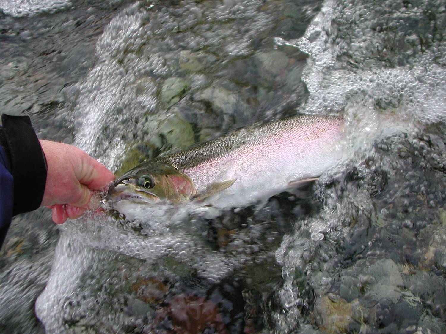 sport fishing